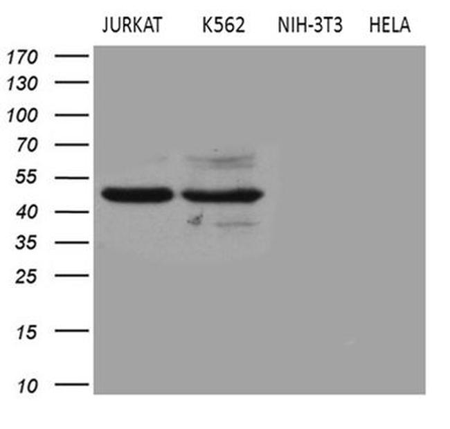 BLZF1 Antibody in Western Blot (WB)