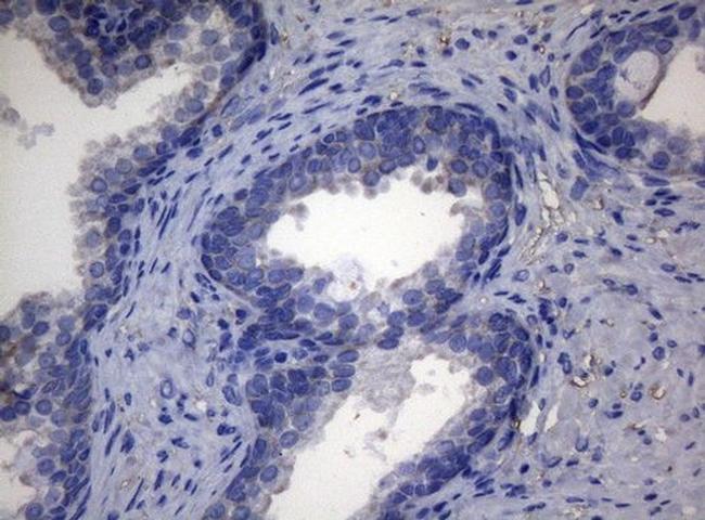 ADH5 Antibody in Immunohistochemistry (Paraffin) (IHC (P))