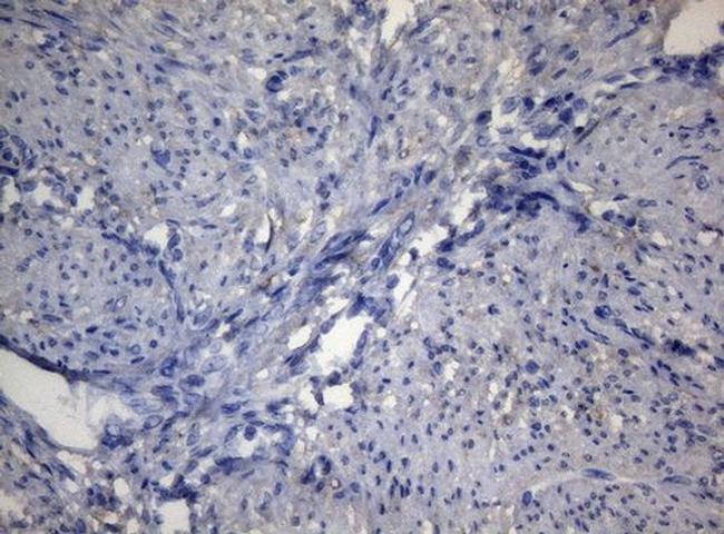 ADH5 Antibody in Immunohistochemistry (Paraffin) (IHC (P))