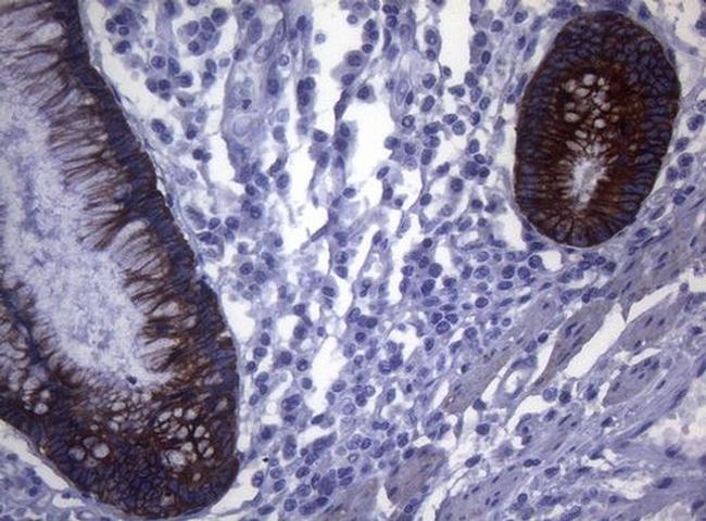 SYNC Antibody in Immunohistochemistry (Paraffin) (IHC (P))