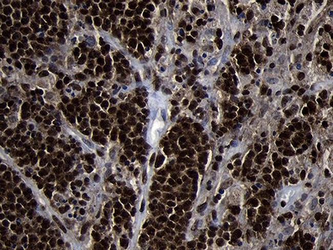 HOXC4 Antibody in Immunohistochemistry (Paraffin) (IHC (P))