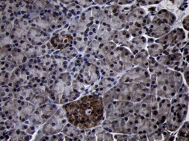 USP40 Antibody in Immunohistochemistry (Paraffin) (IHC (P))