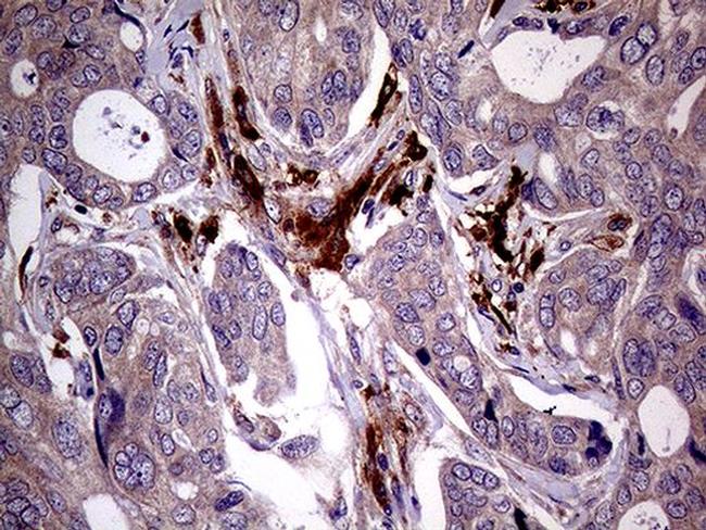 JIP1 Antibody in Immunohistochemistry (Paraffin) (IHC (P))