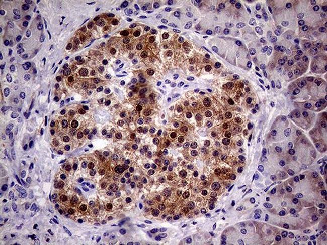 PCMT1 Antibody in Immunohistochemistry (Paraffin) (IHC (P))