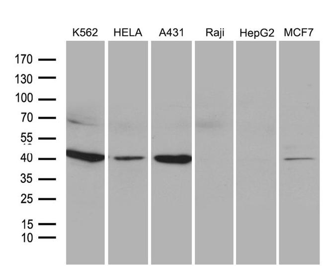 NMI Antibody in Western Blot (WB)