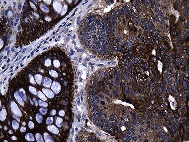 GCH1 Antibody in Immunohistochemistry (Paraffin) (IHC (P))