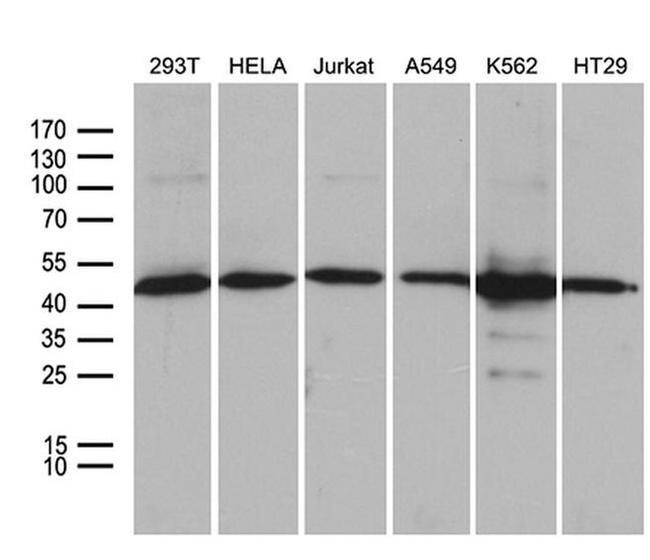 UBAC1 Antibody in Western Blot (WB)