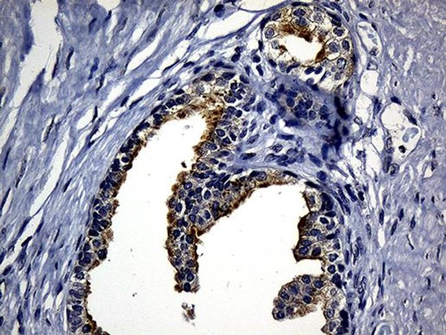 SYTL4 Antibody in Immunohistochemistry (Paraffin) (IHC (P))