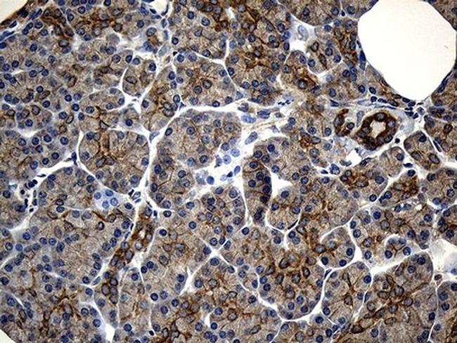 IkB epsilon Antibody in Immunohistochemistry (Paraffin) (IHC (P))