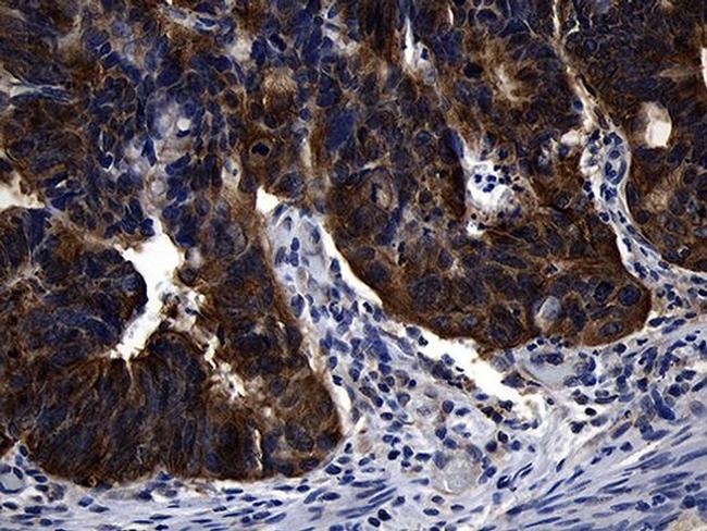 RNF14 Antibody in Immunohistochemistry (Paraffin) (IHC (P))