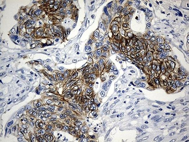 CEP72 Antibody in Immunohistochemistry (Paraffin) (IHC (P))