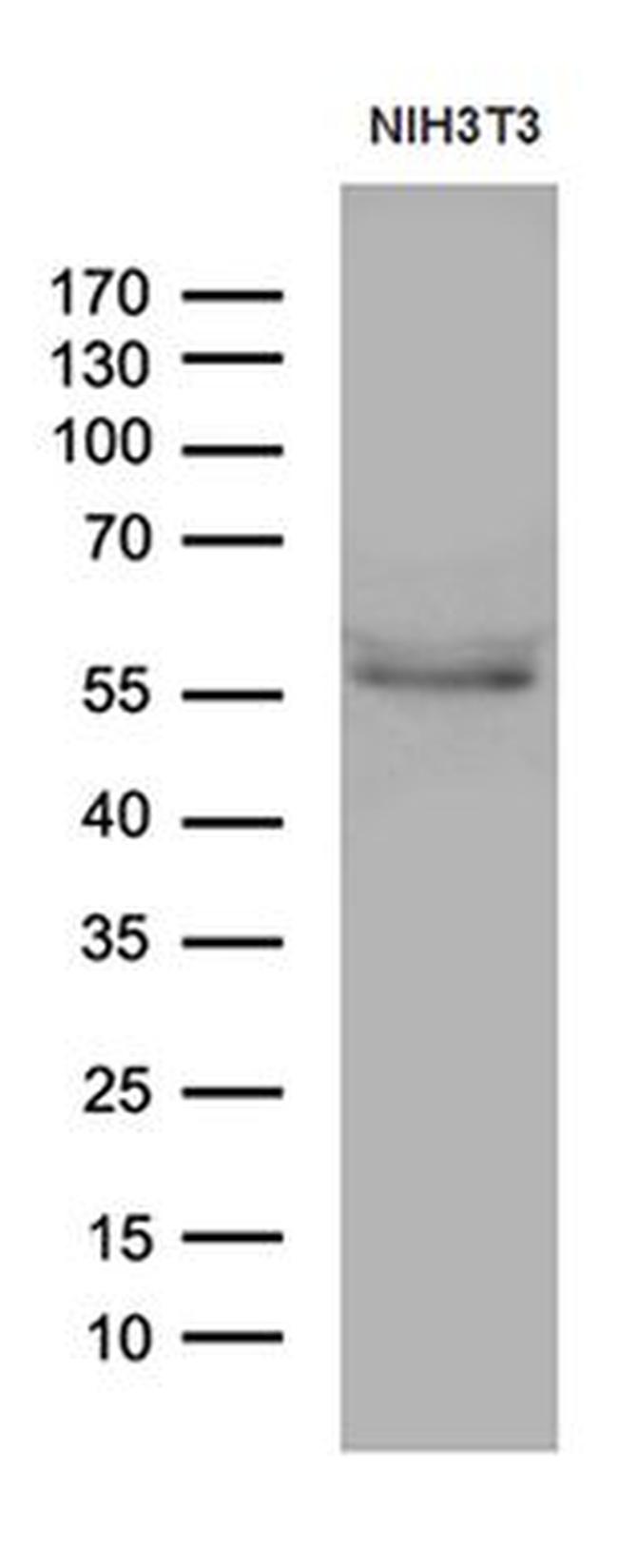 PPAR delta Antibody in Western Blot (WB)