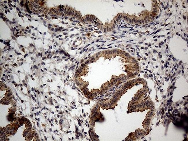 NAGA Antibody in Immunohistochemistry (Paraffin) (IHC (P))