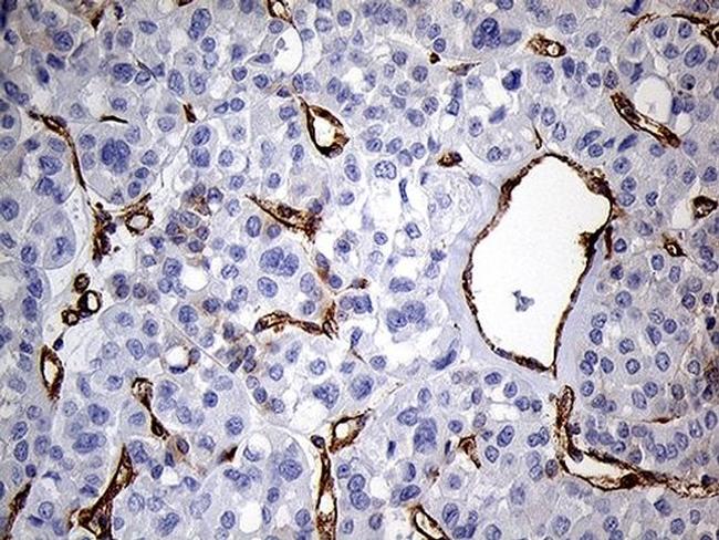 IFITM2 Antibody in Immunohistochemistry (Paraffin) (IHC (P))