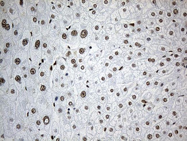 RNF12 Antibody in Immunohistochemistry (Paraffin) (IHC (P))