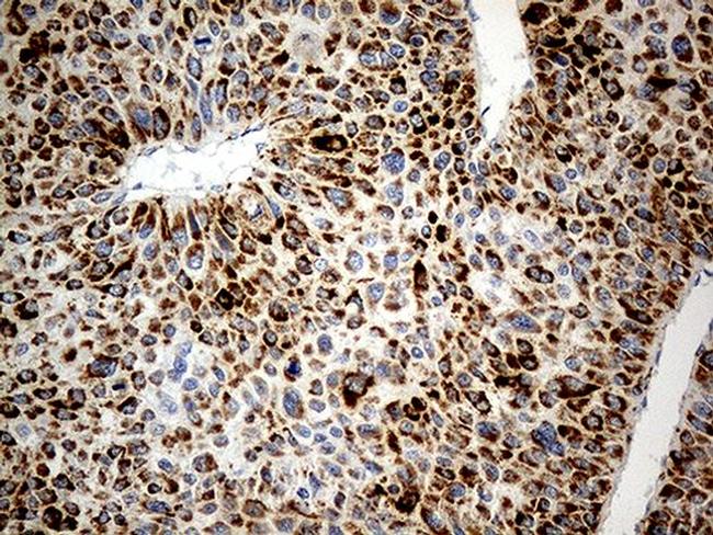 CHCHD10 Antibody in Immunohistochemistry (Paraffin) (IHC (P))