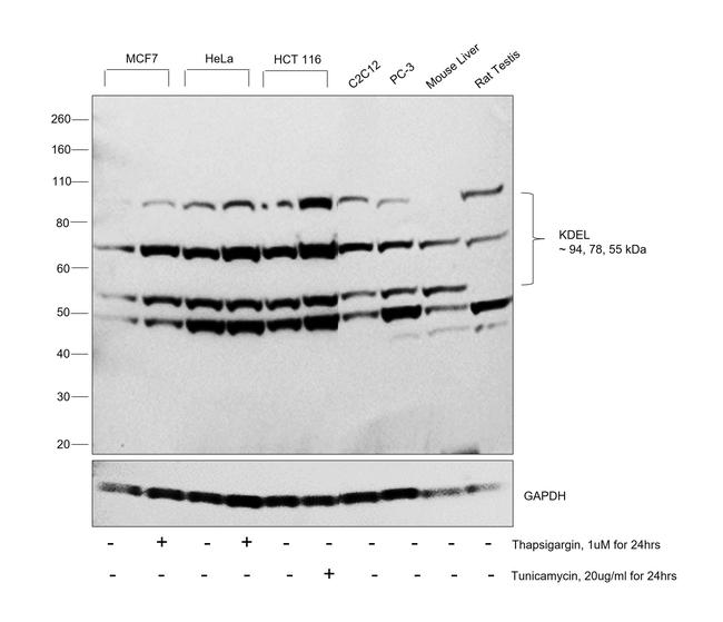 KDEL Antibody in Western Blot (WB)