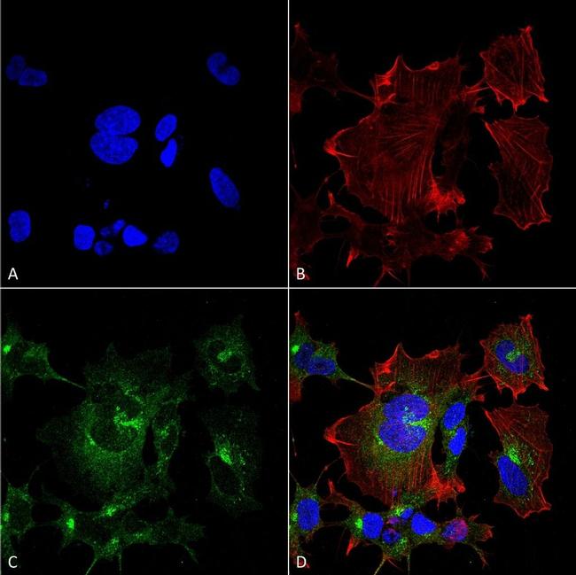 NPAS4 Antibody in Immunocytochemistry (ICC/IF)