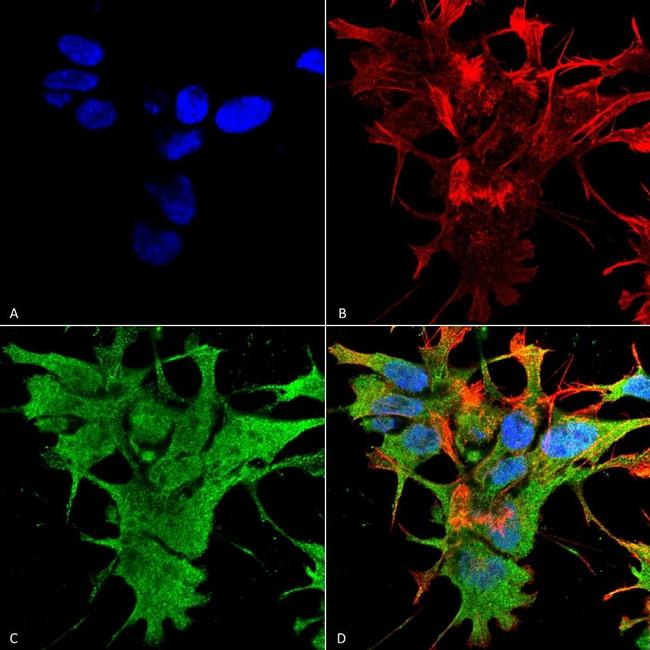 Dicer Antibody in Immunocytochemistry (ICC/IF)