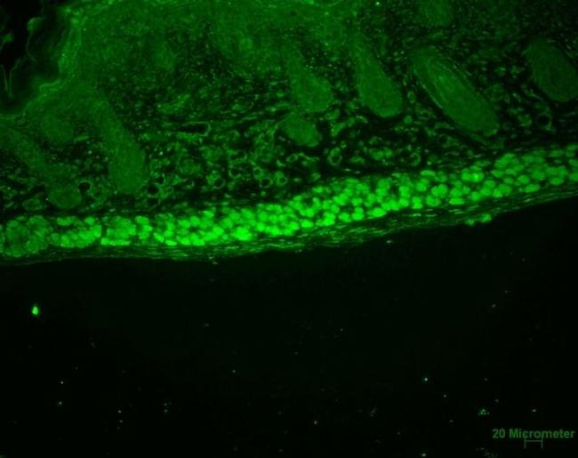 AHA1 Antibody in Immunocytochemistry (ICC/IF)