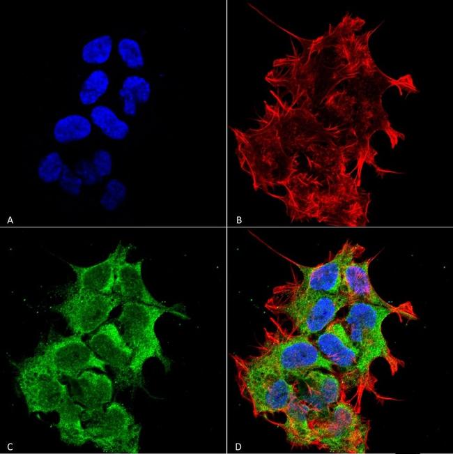 HYOU1 Antibody in Immunocytochemistry (ICC/IF)