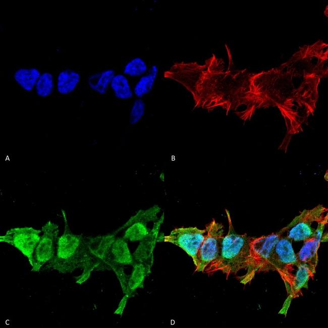 MFN2 Antibody in Immunocytochemistry (ICC/IF)