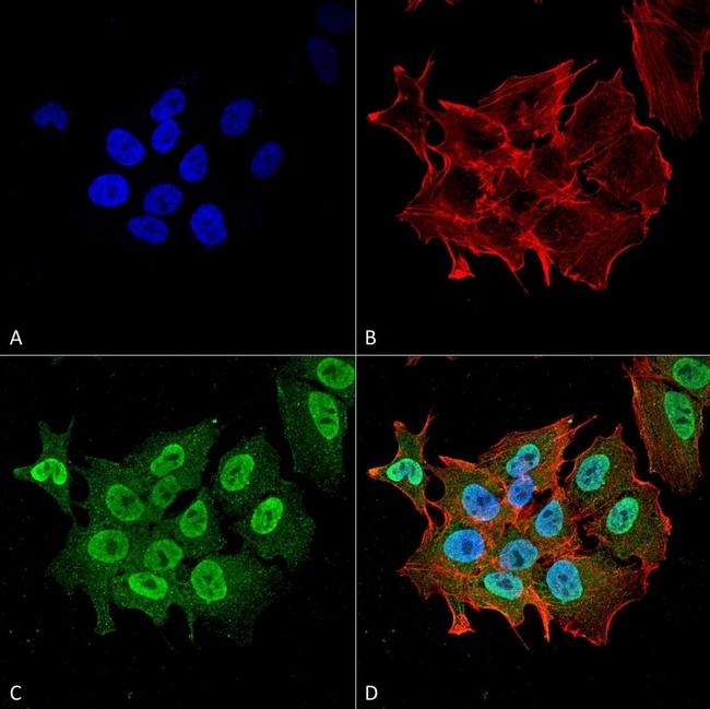 Ataxin 1 Antibody in Immunocytochemistry (ICC/IF)