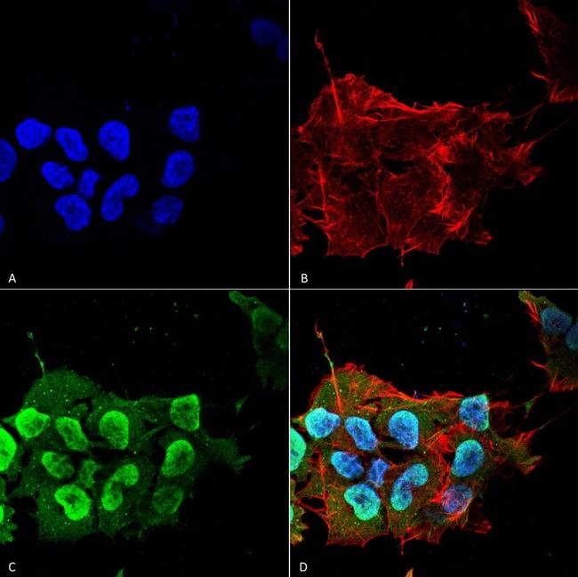 Ataxin 1 Antibody in Immunocytochemistry (ICC/IF)