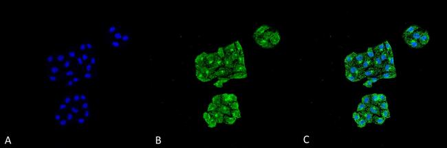 GRP78 Antibody in Immunocytochemistry (ICC/IF)