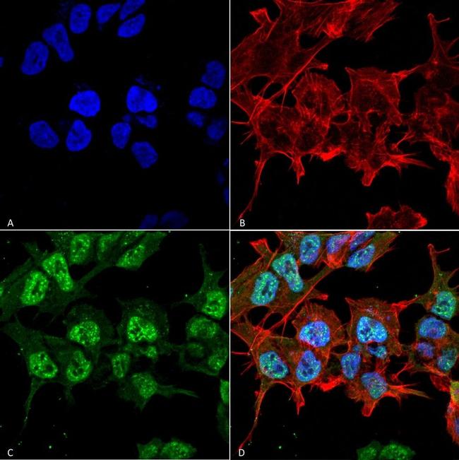 GABRA2 Antibody in Immunocytochemistry (ICC/IF)