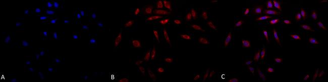 SERPINH1 Antibody in Immunocytochemistry (ICC/IF)