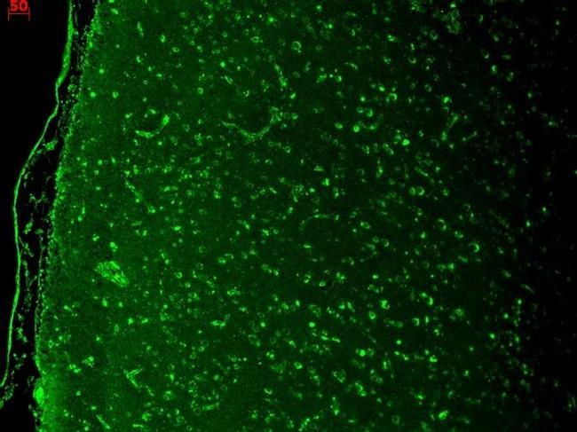 CaV1.3 Antibody in Immunohistochemistry (Paraffin) (IHC (P))