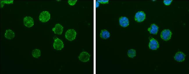 IBA1 Antibody in Immunocytochemistry (ICC/IF)