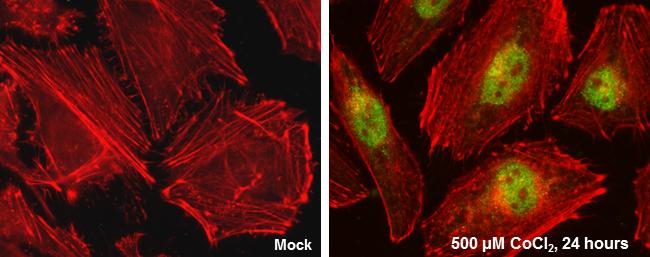 HIF-2 alpha Antibody in Immunocytochemistry (ICC/IF)