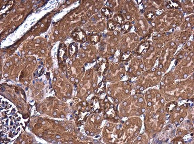 Filamin B Antibody in Immunohistochemistry (Paraffin) (IHC (P))