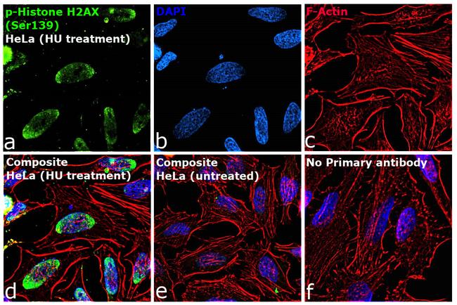 Phospho-Histone H2A.X (Ser139) Antibody in Immunocytochemistry (ICC/IF)