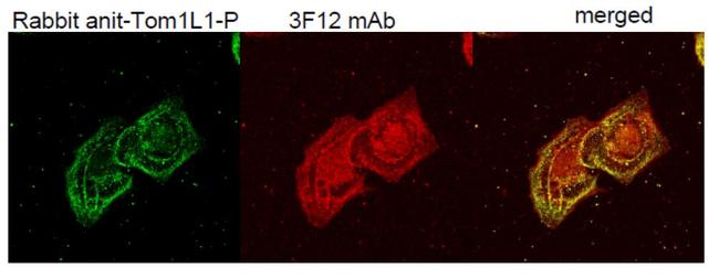 TOM1L1 Antibody in Immunocytochemistry (ICC/IF)