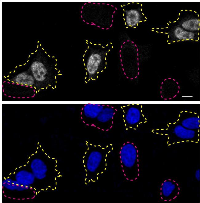 TDP-43 Antibody in Immunocytochemistry (ICC/IF)