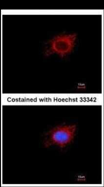 MTPAP Antibody in Immunocytochemistry (ICC/IF)