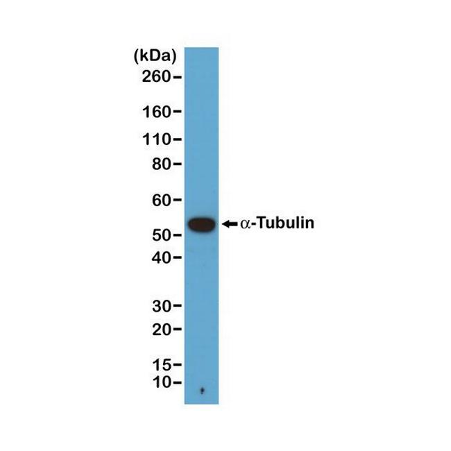 alpha Tubulin Antibody in Western Blot (WB)