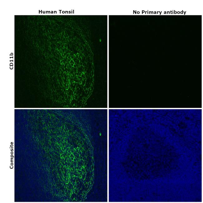 CD11b Antibody in Immunohistochemistry (Paraffin) (IHC (P))