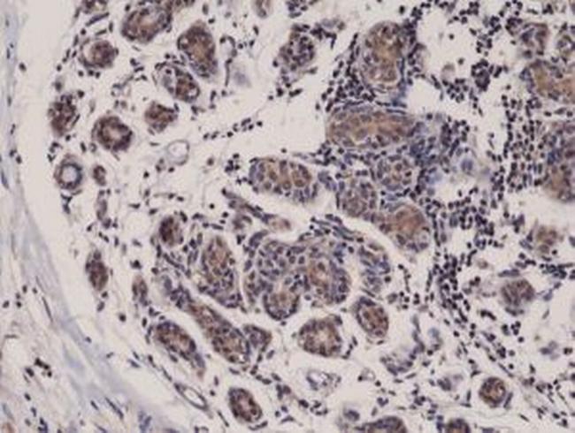 DIABLO Antibody in Immunohistochemistry (Paraffin) (IHC (P))