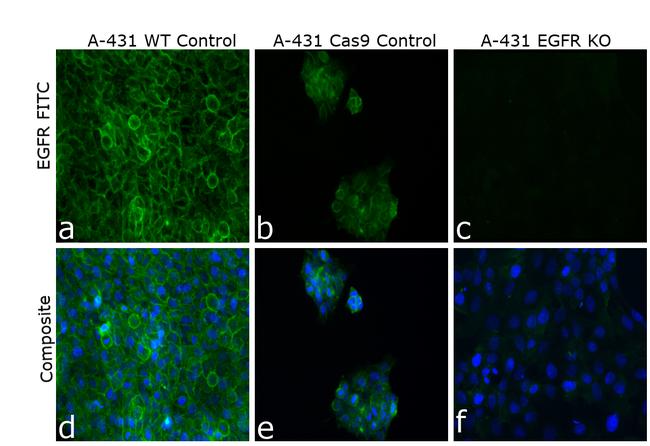 EGFR Antibody in Immunocytochemistry (ICC/IF)