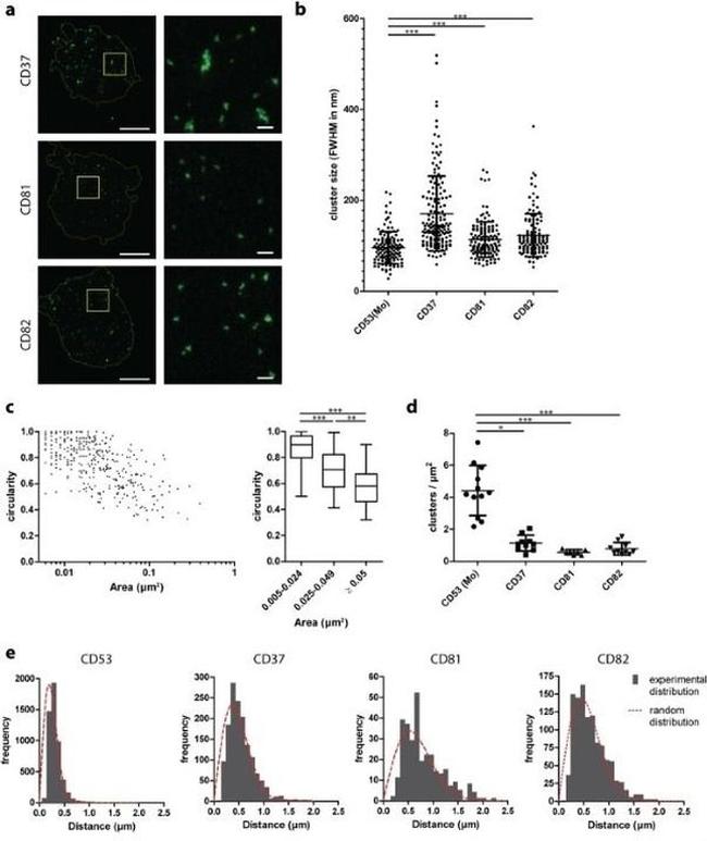 CD82 Antibody in Flow Cytometry (Flow)