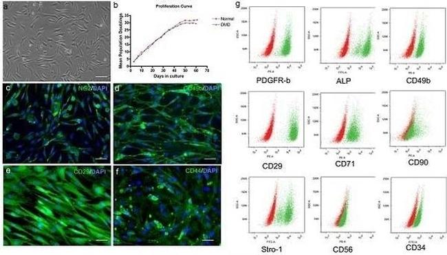 CD140b (PDGFRB) Antibody in Flow Cytometry (Flow)