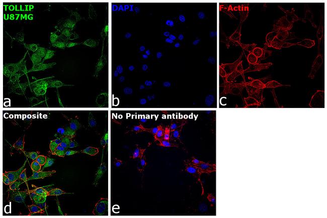 TOLLIP Antibody in Immunocytochemistry (ICC/IF)