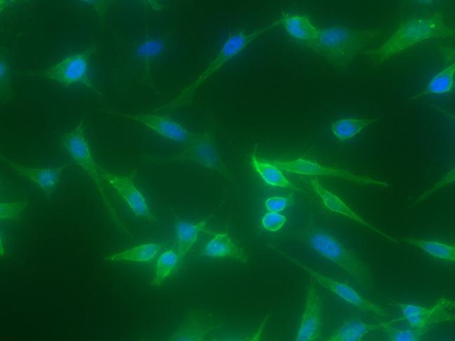 CD97 Antibody in Immunocytochemistry (ICC/IF)