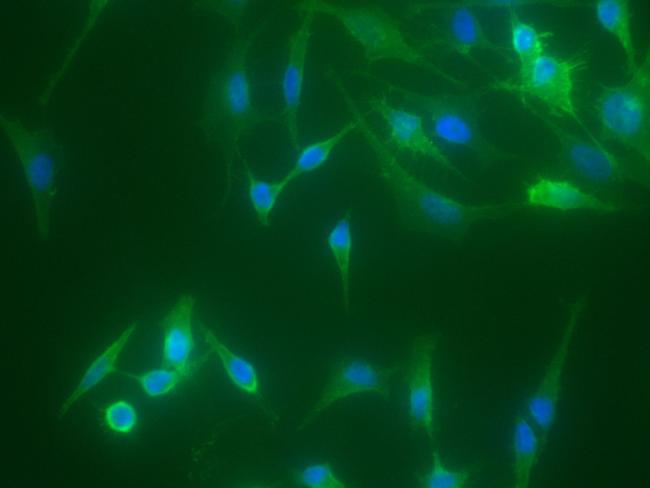 CD97 Antibody in Immunocytochemistry (ICC/IF)