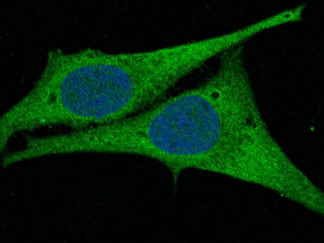 Adenylate Kinase 2 Antibody in Immunocytochemistry (ICC/IF)