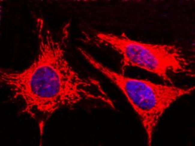 Adenylate Kinase 4 Antibody in Immunocytochemistry (ICC/IF)